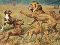 biblestudyforum.com_Rhodesian Ridgeback vs dogs.jpg